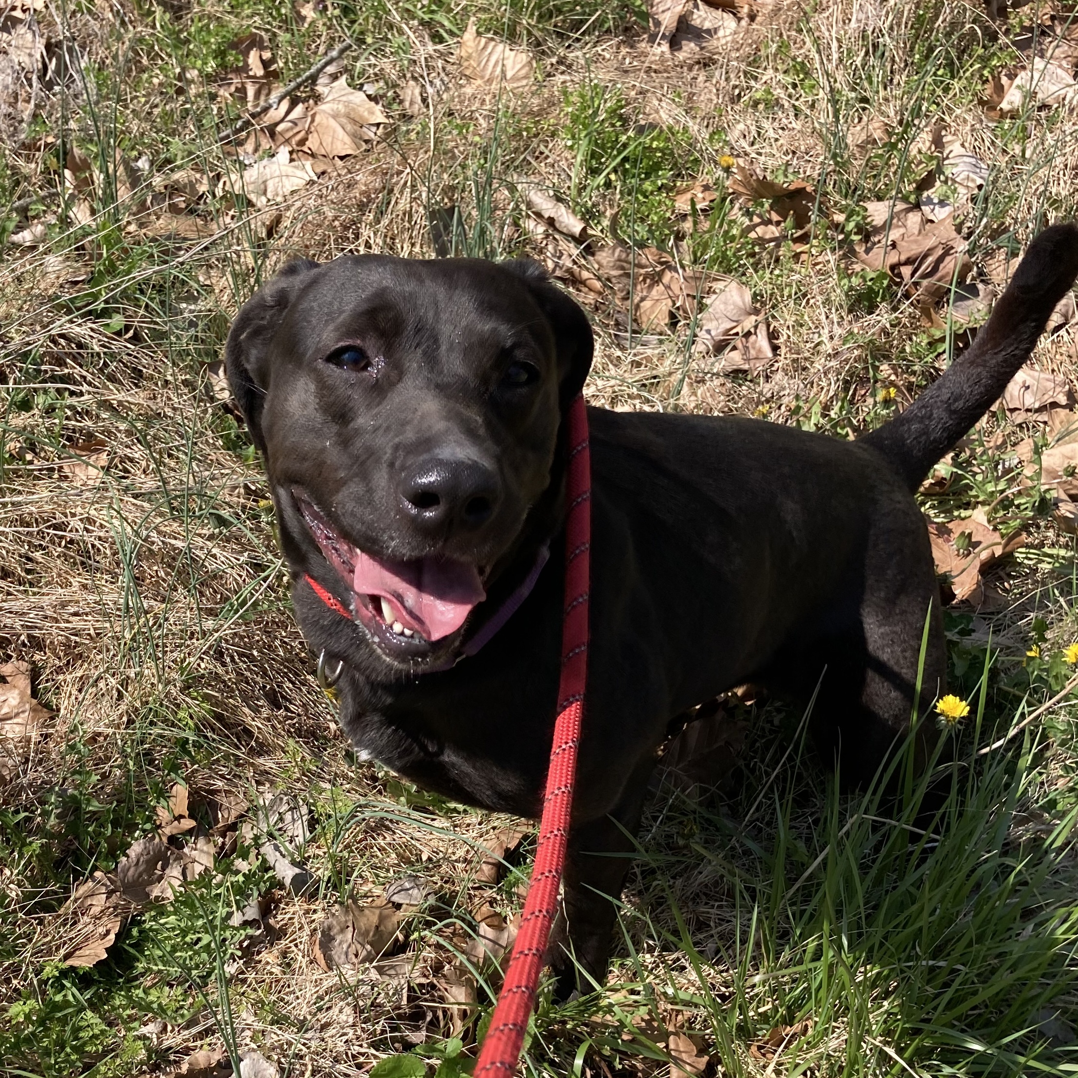 Enlarge Noni, a Adoptable Mixed Breed in Spencer, IN image 2/2