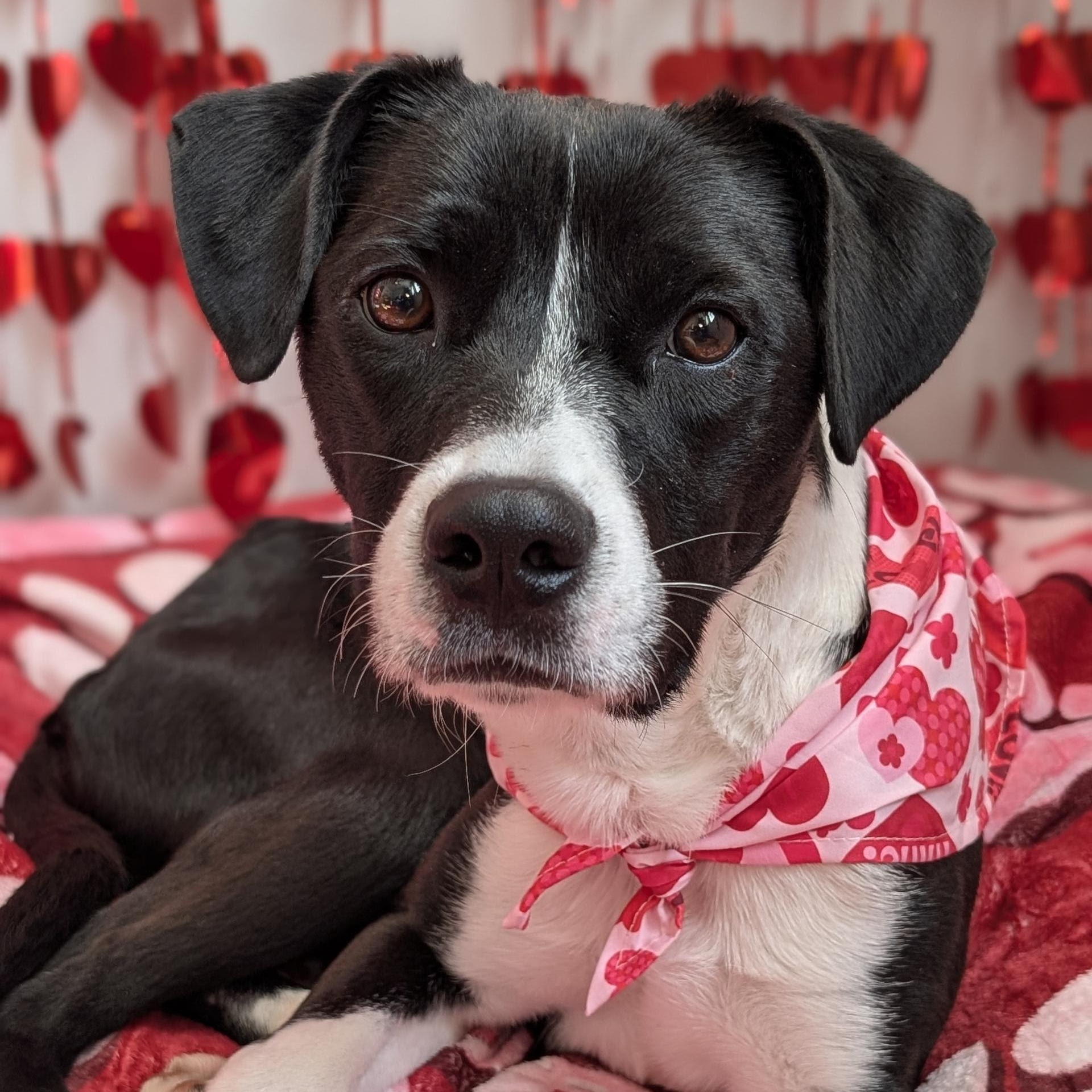 Aurora — thumbnail 2