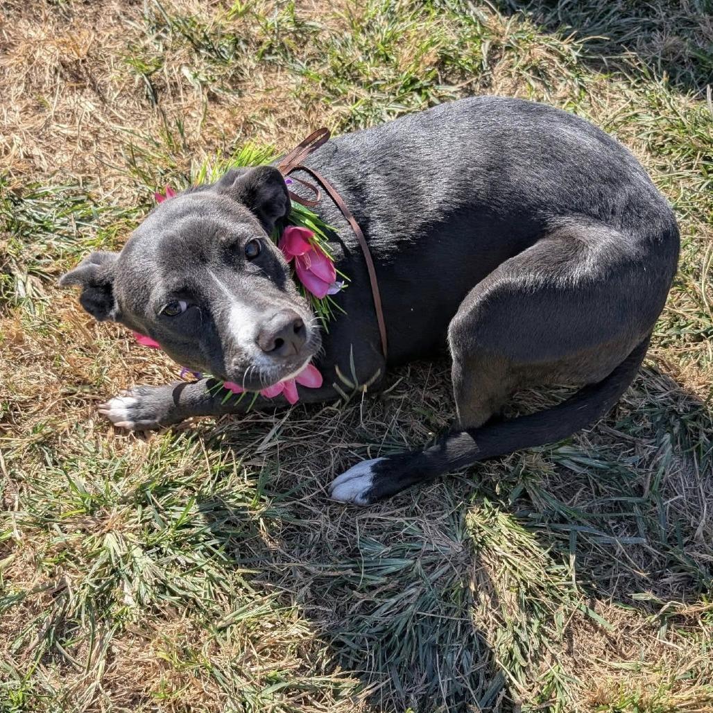 Gamora, Adoptable, Young Female American Staffordshire Terrier.