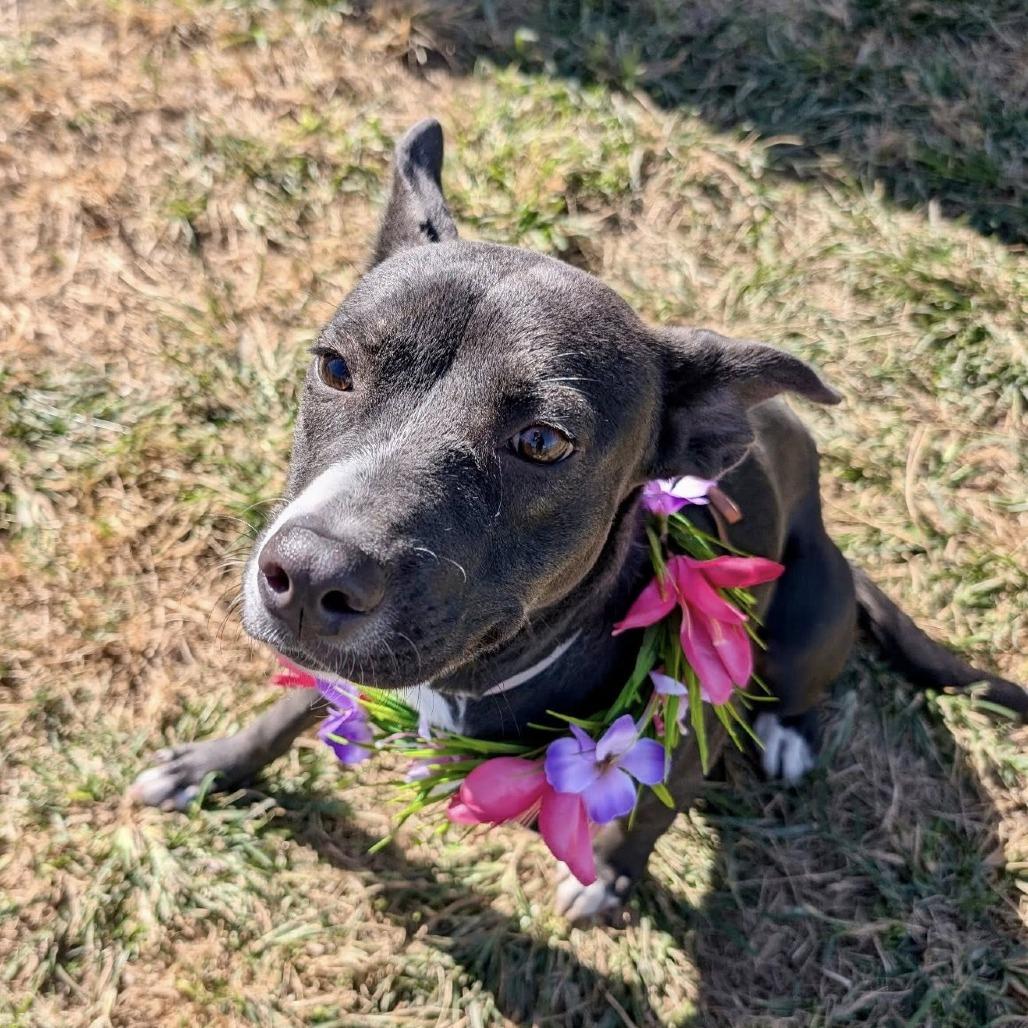 Enlarge Gamora, a Adoptable American Staffordshire Terrier in Pittsburgh, PA image 3/4