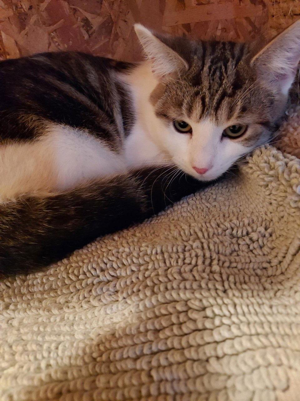 Enlarge Harold, a Adoptable Domestic Short Hair in Woodsfield, OH image 1/6