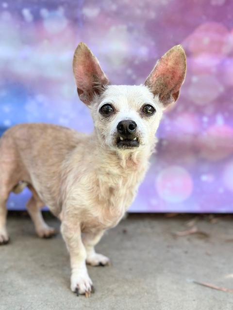 Mr. Darcy, a Adoptable mixed breed in Rancho Palos Verdes, CA image 1/6