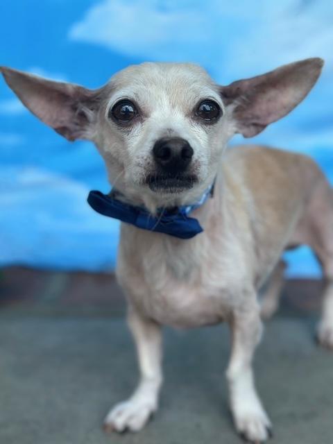 Mr. Darcy, a Adoptable mixed breed in Rancho Palos Verdes, CA image 2/6