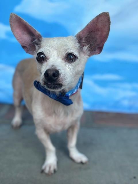 Mr. Darcy, a Adoptable mixed breed in Rancho Palos Verdes, CA image 3/6