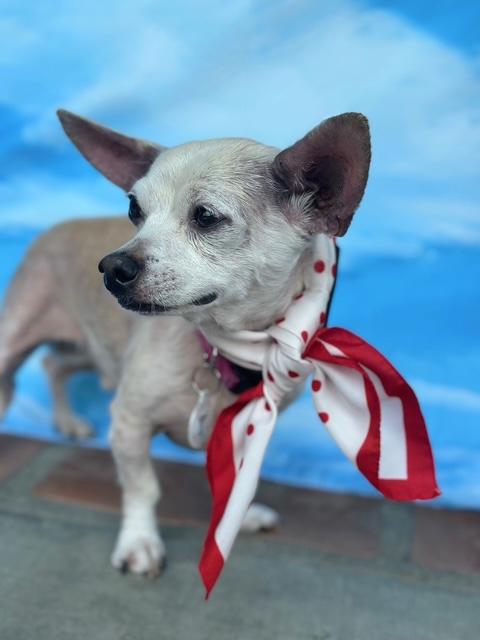 Mr. Darcy, a Adoptable mixed breed in Rancho Palos Verdes, CA image 4/6