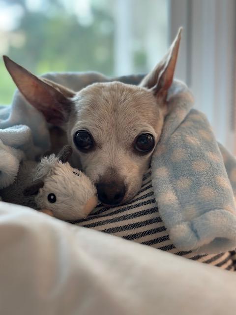 Mr. Darcy, a Adoptable mixed breed in Rancho Palos Verdes, CA image 5/6