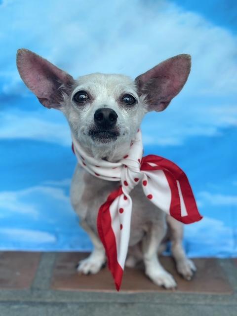 Mr. Darcy, a Adoptable mixed breed in Rancho Palos Verdes, CA image 6/6