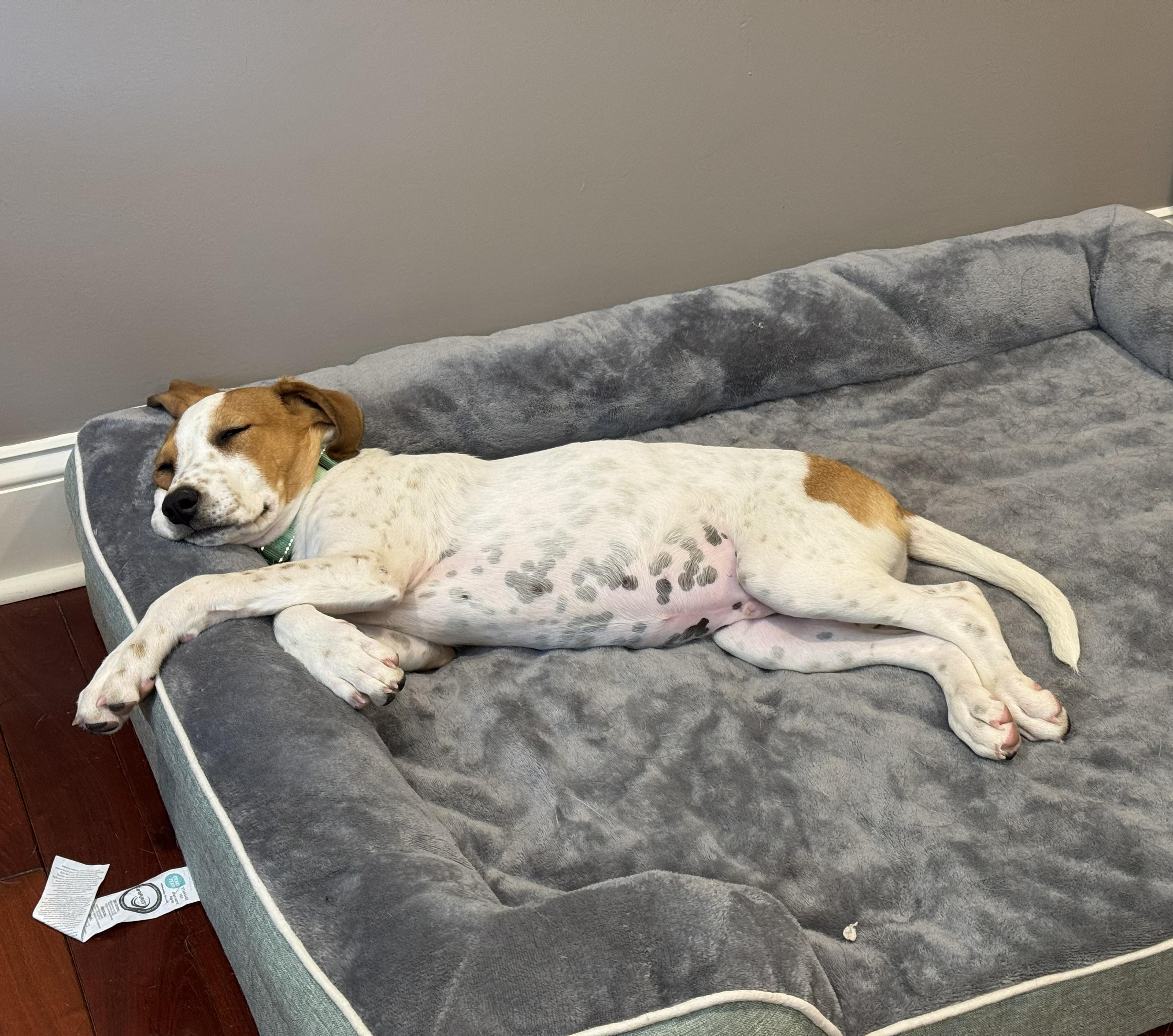 Enlarge Shadow, a Adoptable mixed breed in Albany, NY image 5/6