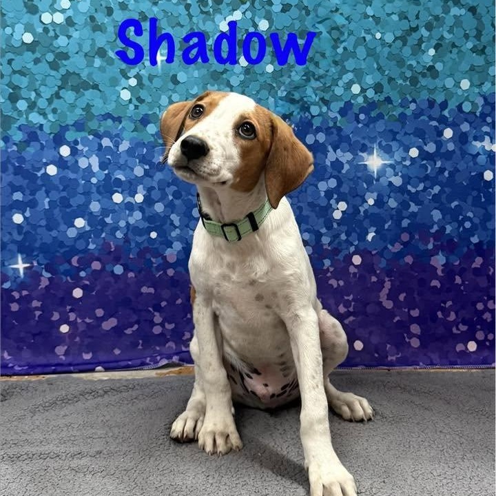 Shadow, Adoptable, Puppy Male Hound.