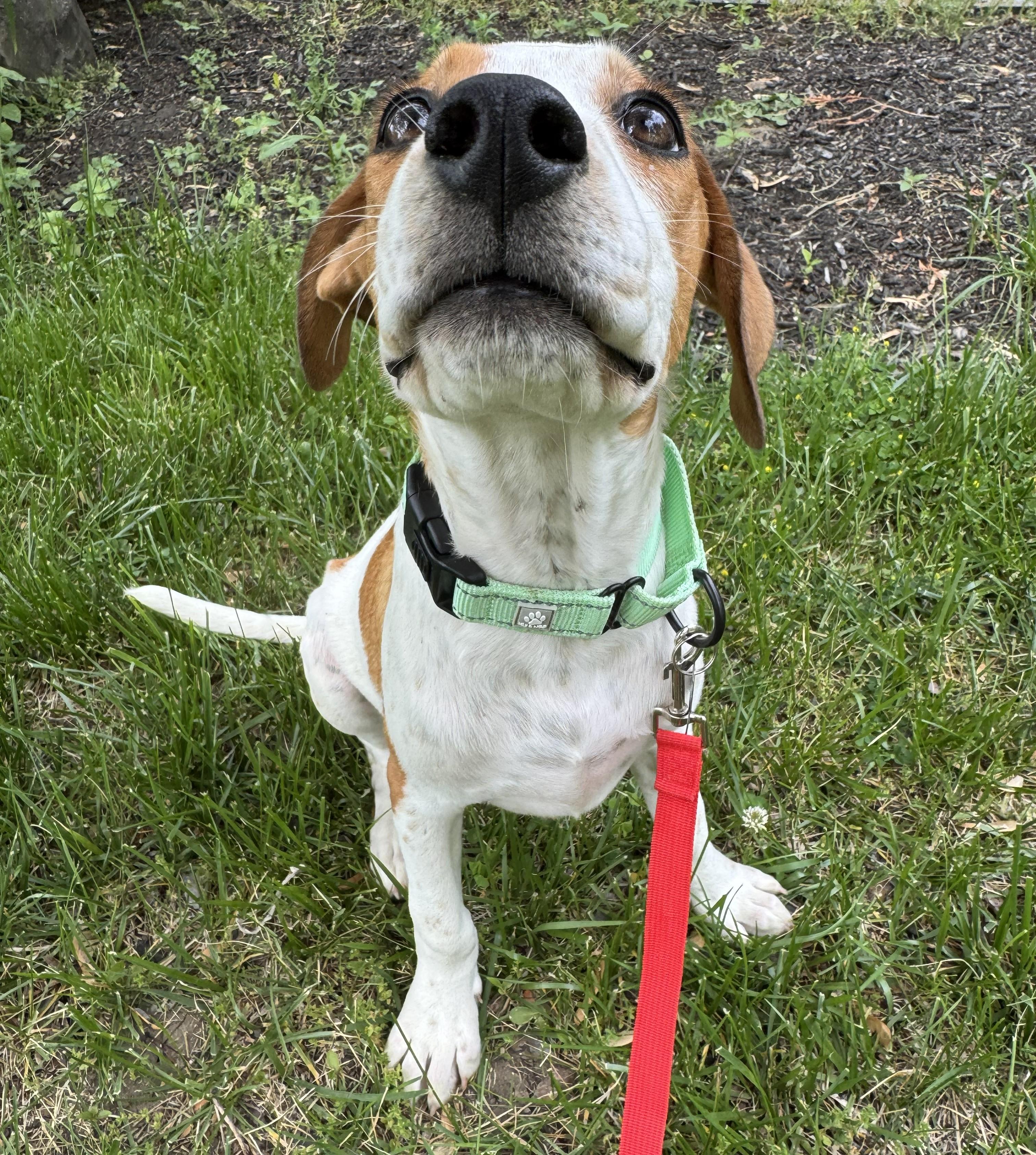 Enlarge Shadow, a Adoptable mixed breed in Albany, NY image 4/6