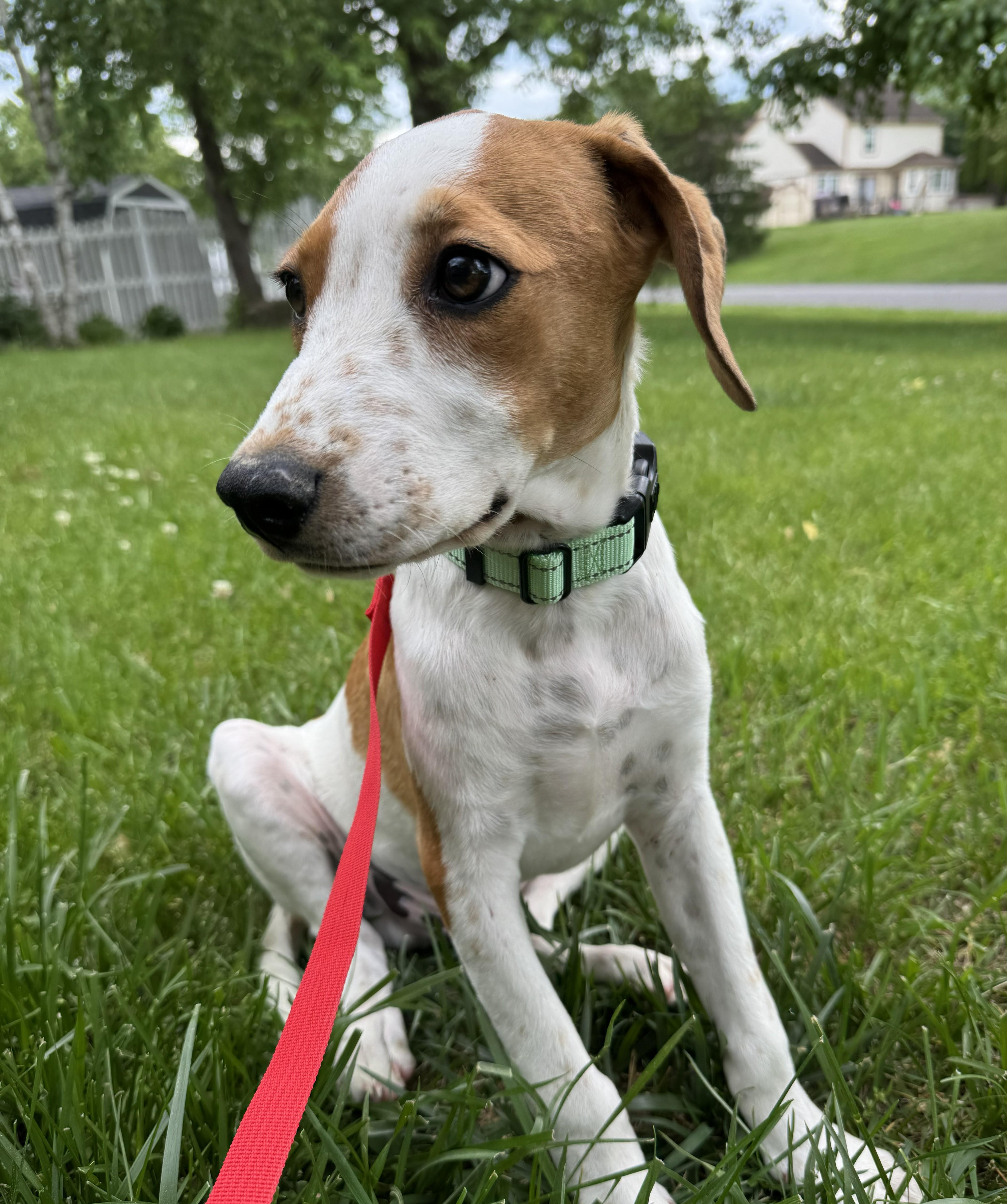Enlarge Shadow, a Adoptable mixed breed in Albany, NY image 3/6