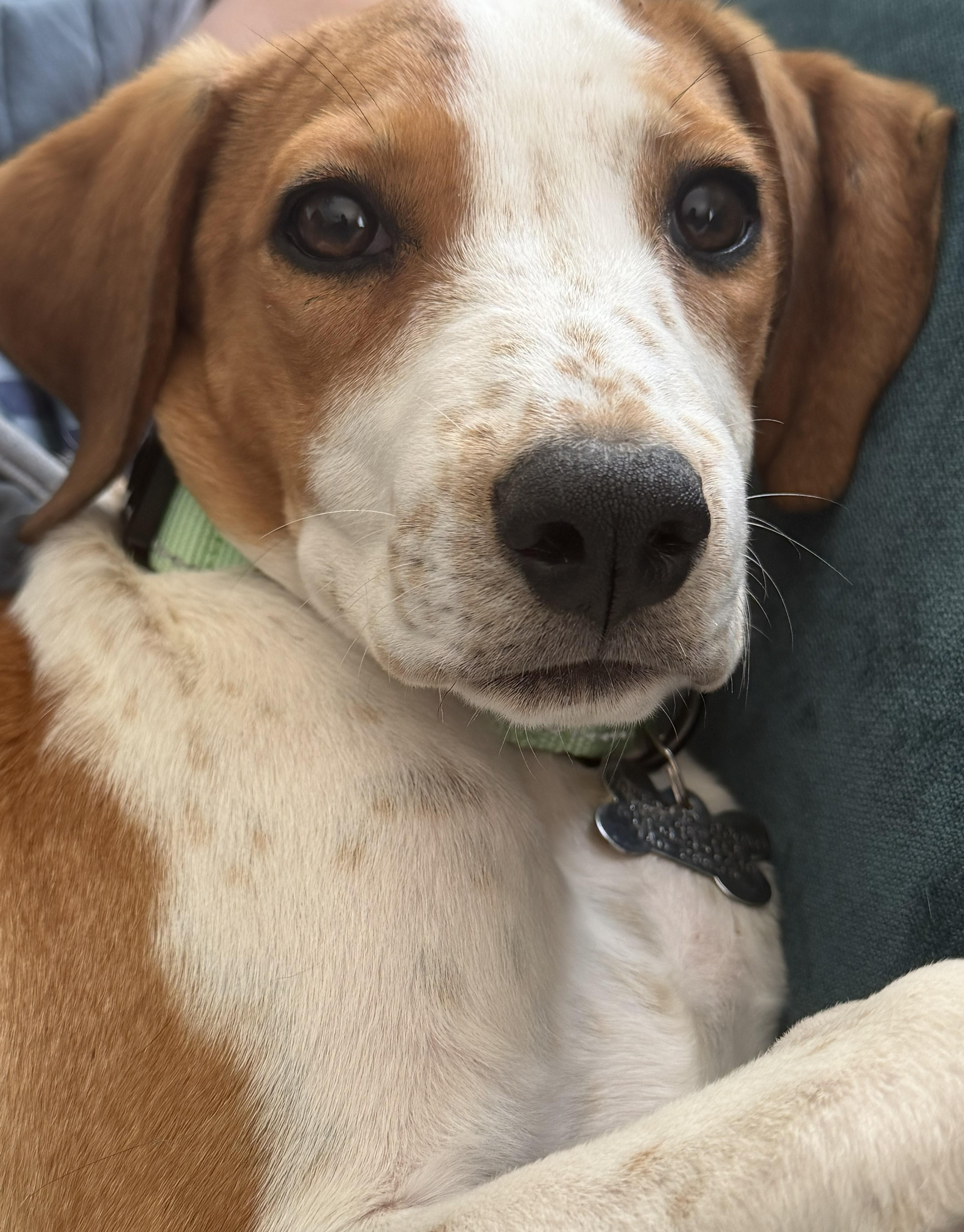 Enlarge Shadow, a Adoptable mixed breed in Albany, NY image 2/6