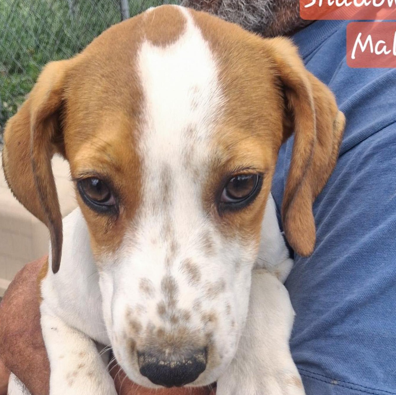 Shadow, Adoptable, Puppy Male Hound.
