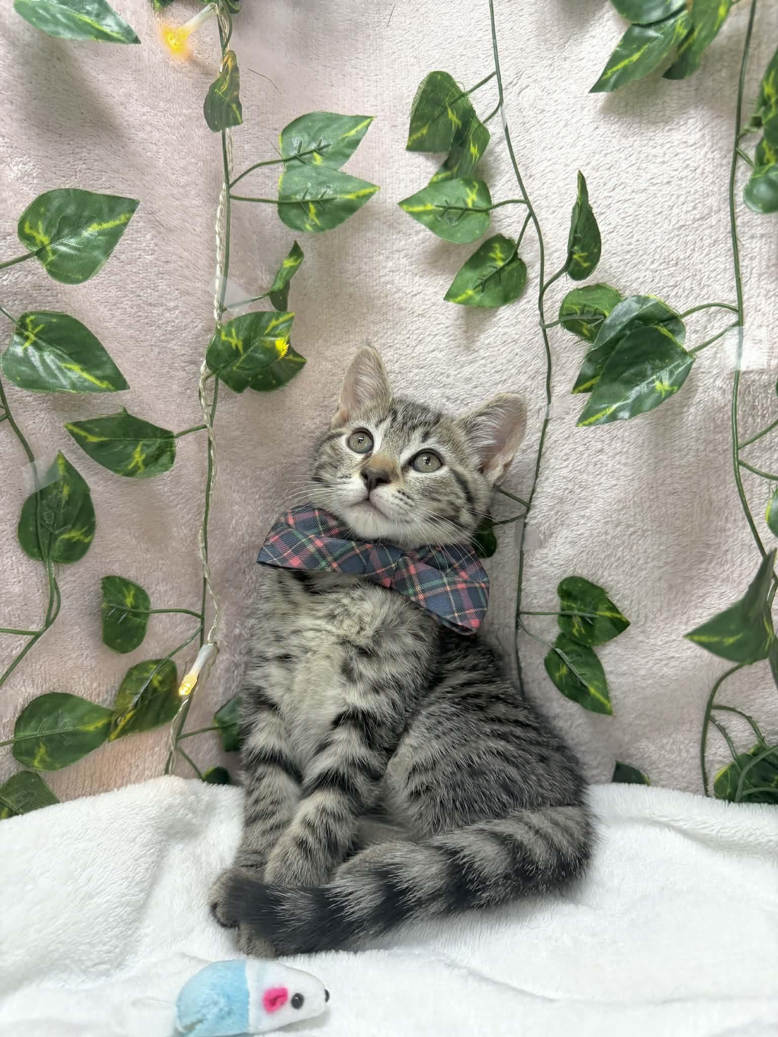 Enlarge Chandler , a ADOPTABLE Tabby in Tavares, FL image 2/2