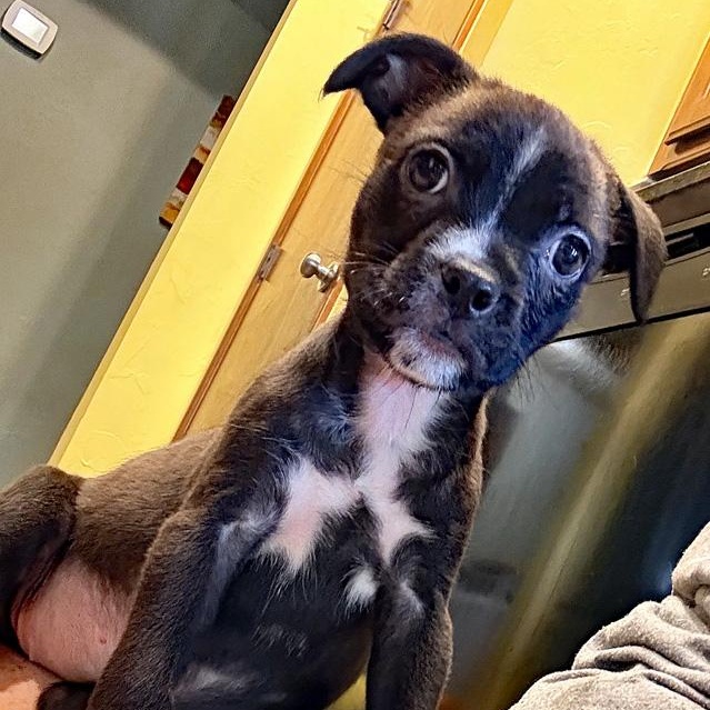 Artemis, an adopted mixed breed in Oklahoma City, OK image 3/4
