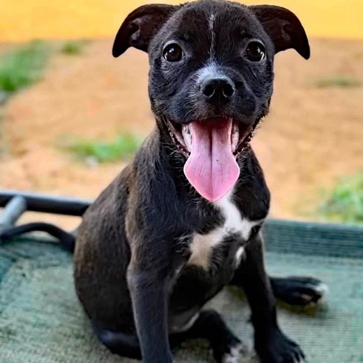 Artemis, adopted, Puppy Female Terrier.