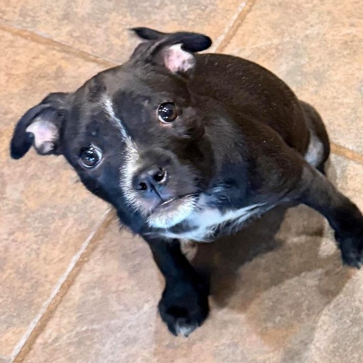 Artemis, an adopted mixed breed in Oklahoma City, OK image 2/4
