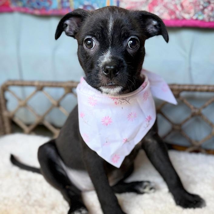 Artemis, an adopted mixed breed in Oklahoma City, OK image 4/4