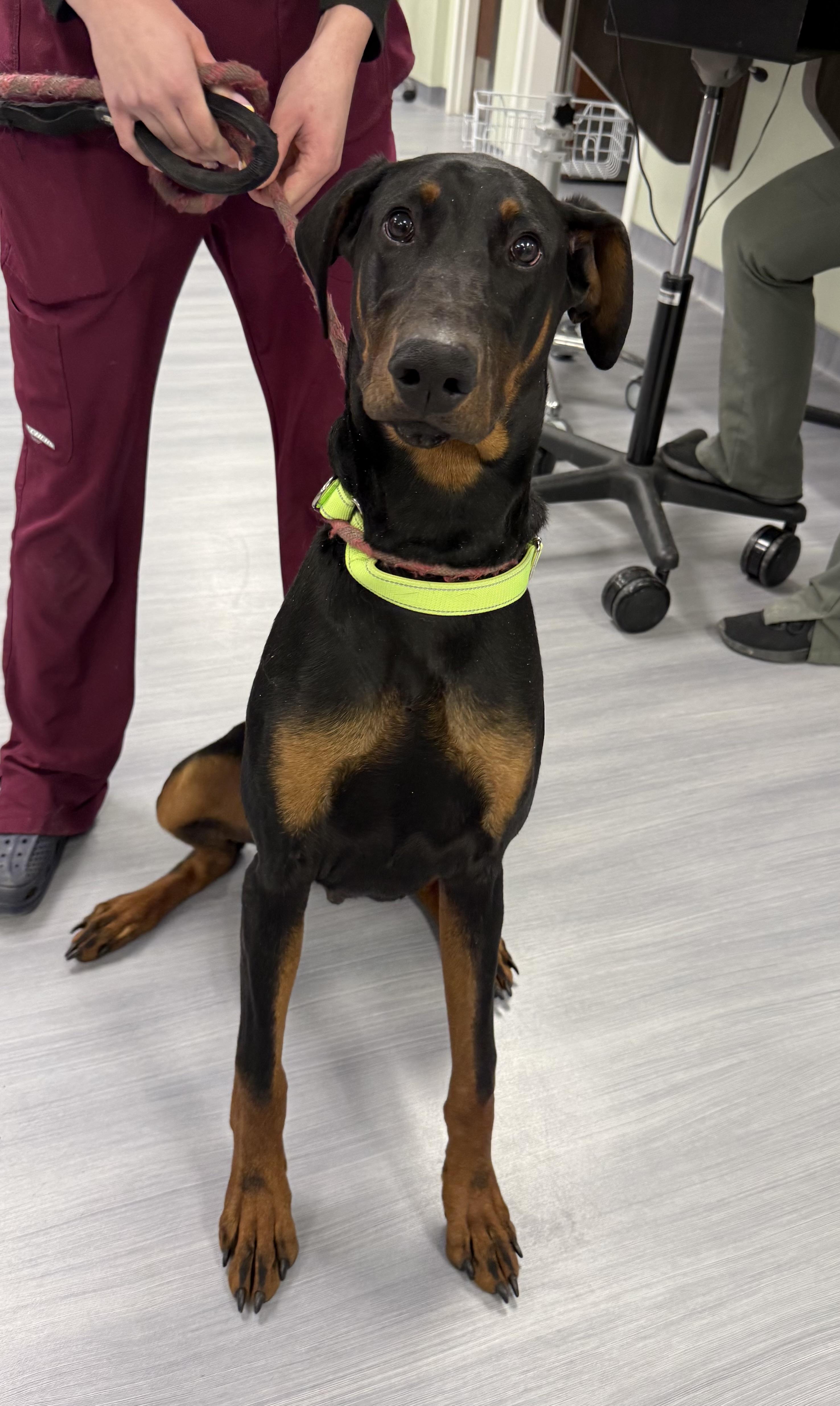 Enlarge Froggy , an adopted Doberman Pinscher in Milford, CT image 1/2