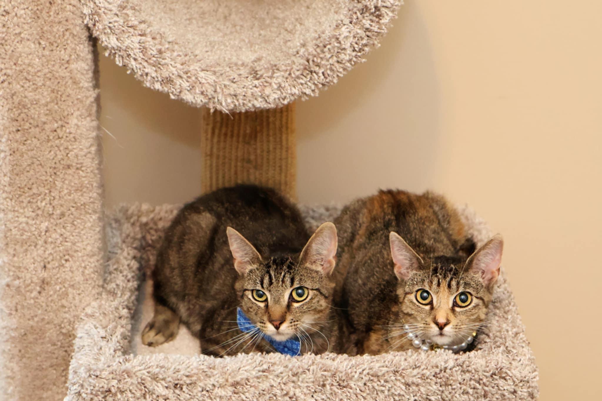 Valentina & Fabio, Young Female Domestic Short Hair