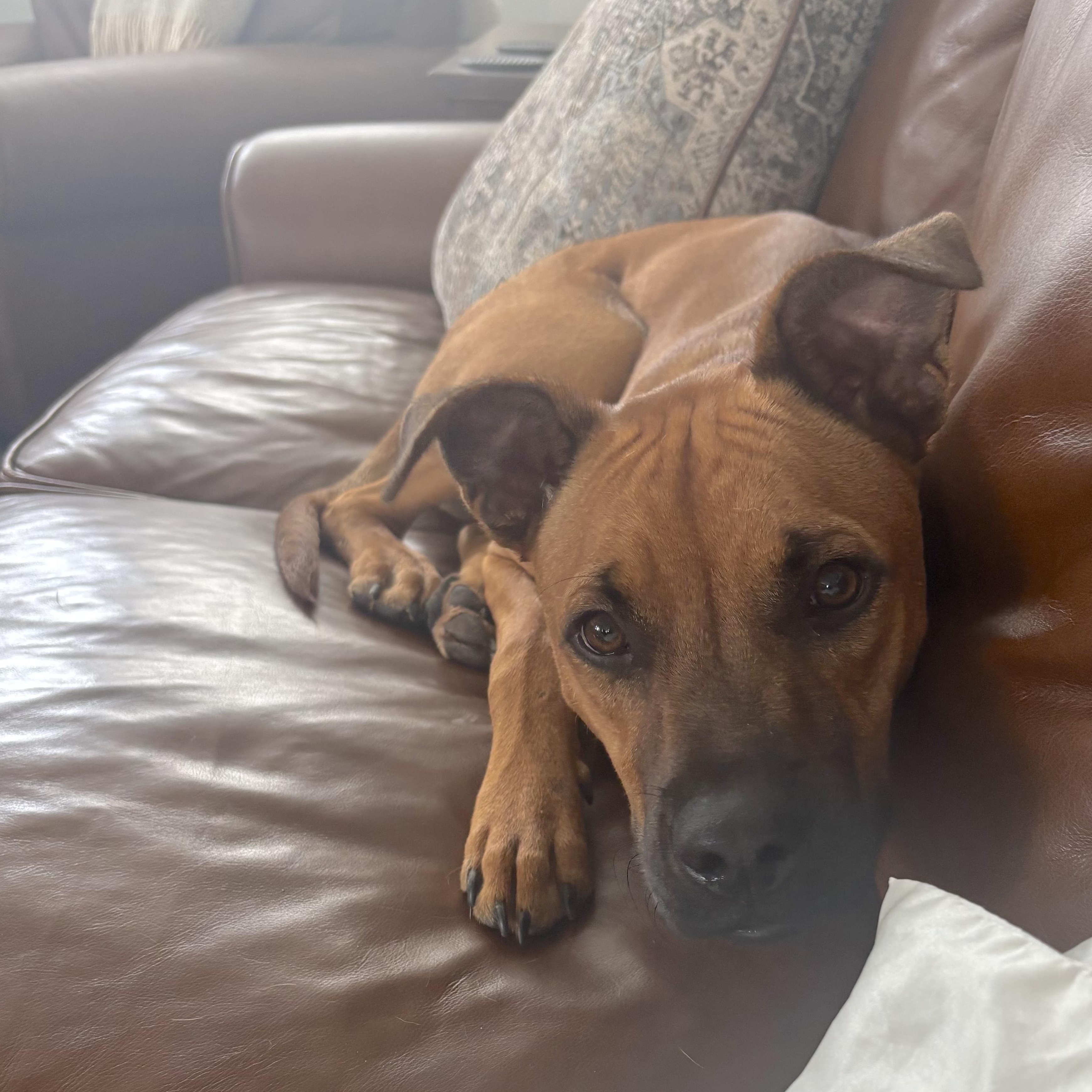 Nash, a Adoptable mixed breed in Ridgefield, NJ image 3/6
