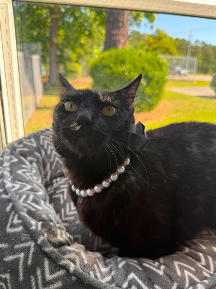 Harriet, adopted, Adult Female Domestic Short Hair.