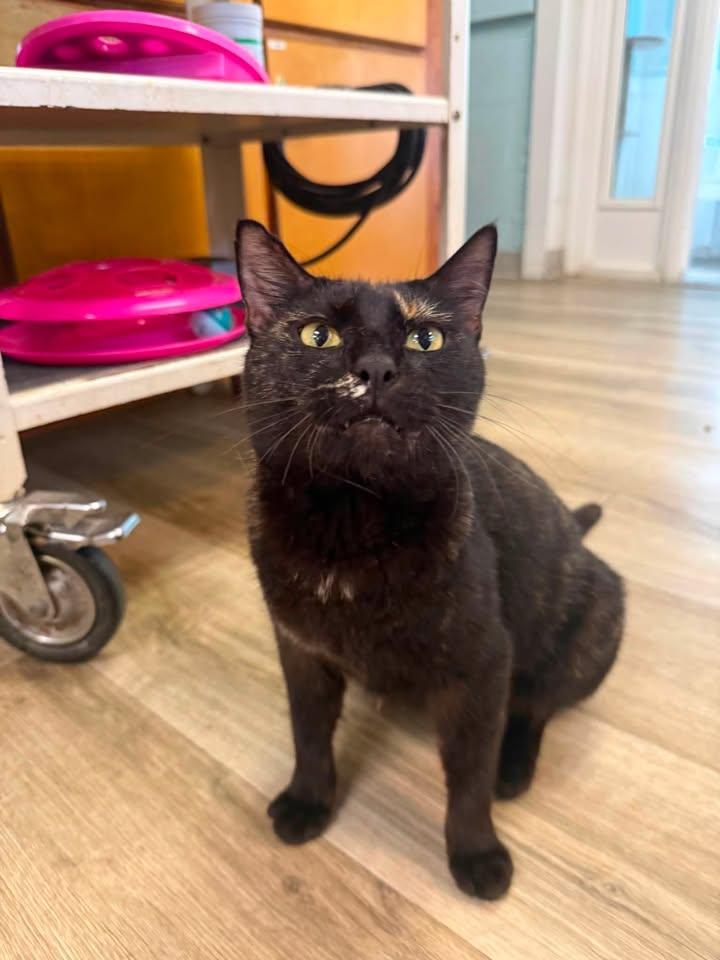 Harriet, an adopted Domestic Short Hair in Wilmington, NC image 2/4