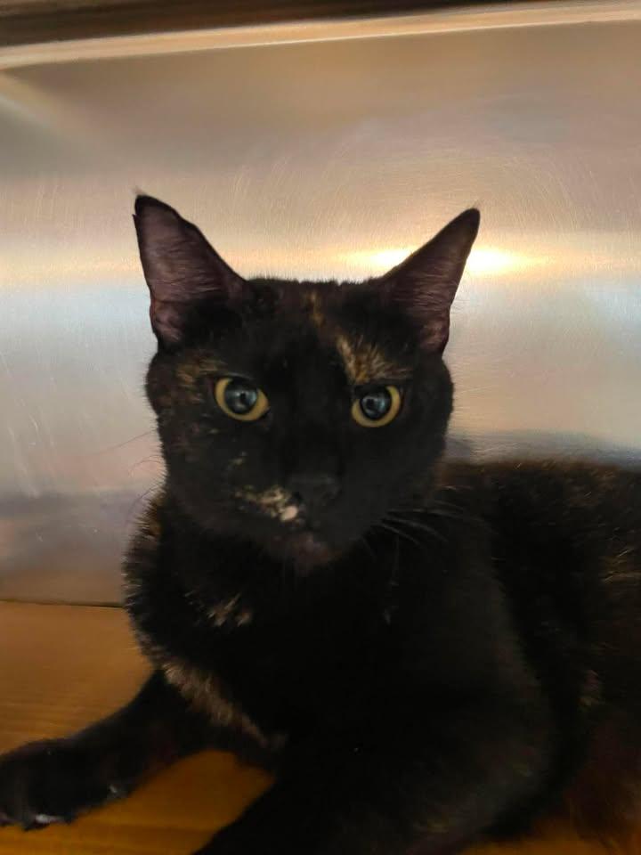 Harriet, an adopted Domestic Short Hair in Wilmington, NC image 3/4