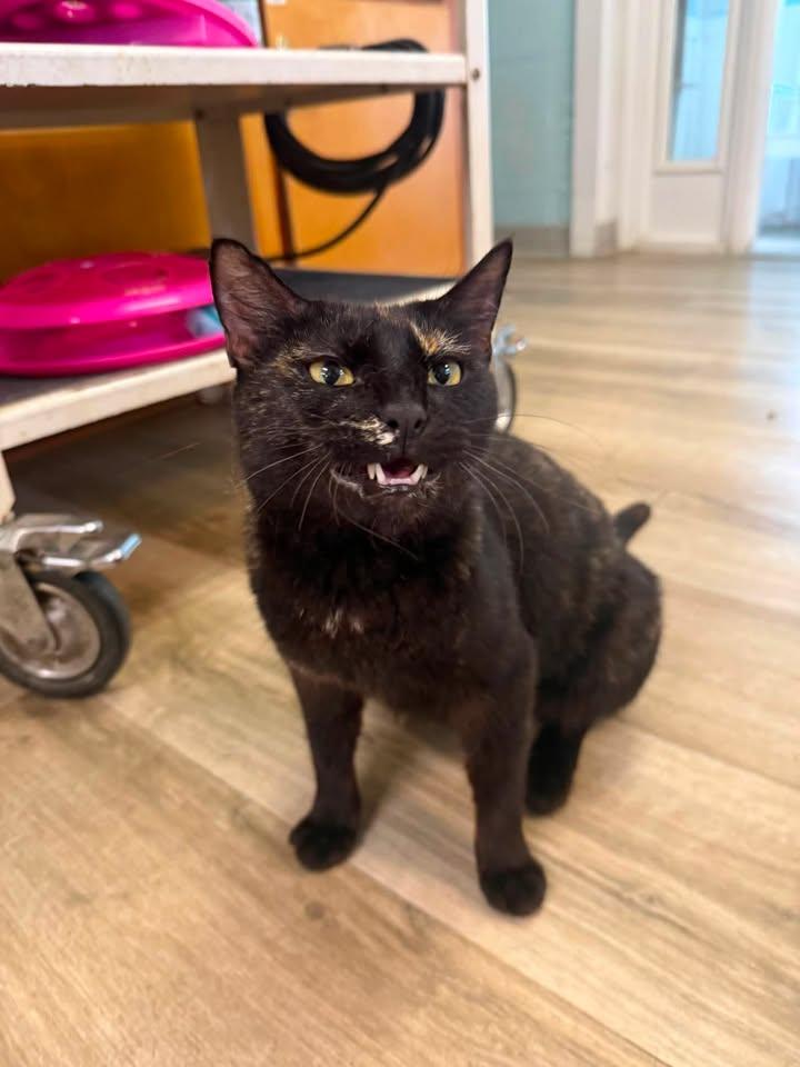 Harriet, an adopted Domestic Short Hair in Wilmington, NC image 4/4