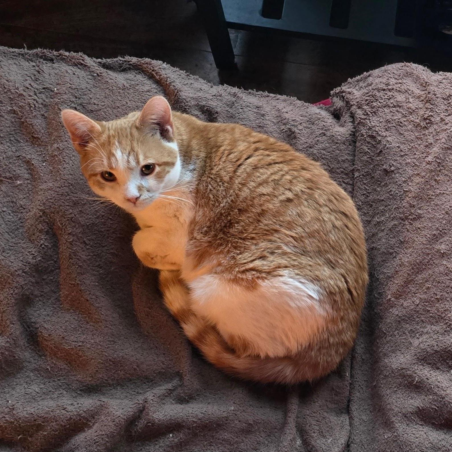 Enlarge DAISY, an adoptable Domestic Short Hair in Lake City, MN image 6/6