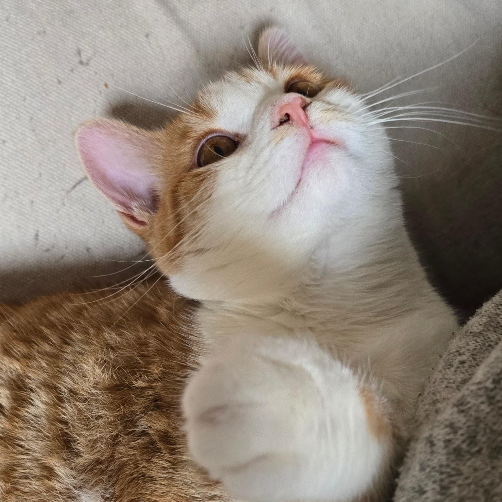 Enlarge DAISY, an adoptable Domestic Short Hair in Lake City, MN image 3/6