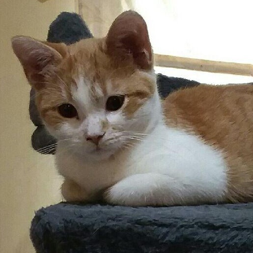 Enlarge DAISY, an adoptable Domestic Short Hair in Lake City, MN image 2/6