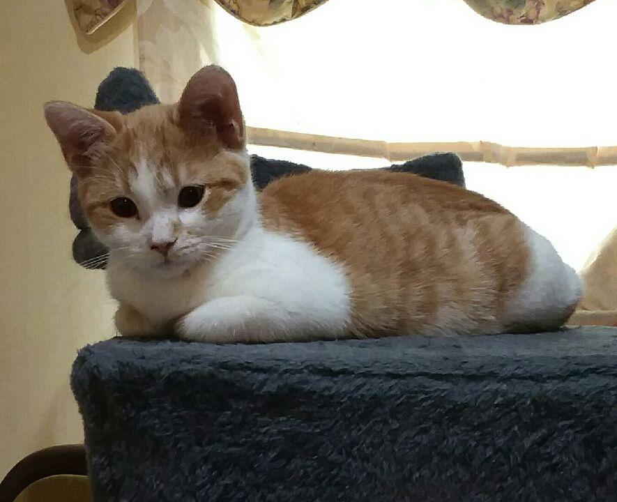 Enlarge DAISY, a Adoptable Domestic Short Hair in Lake City, MN image 1/1