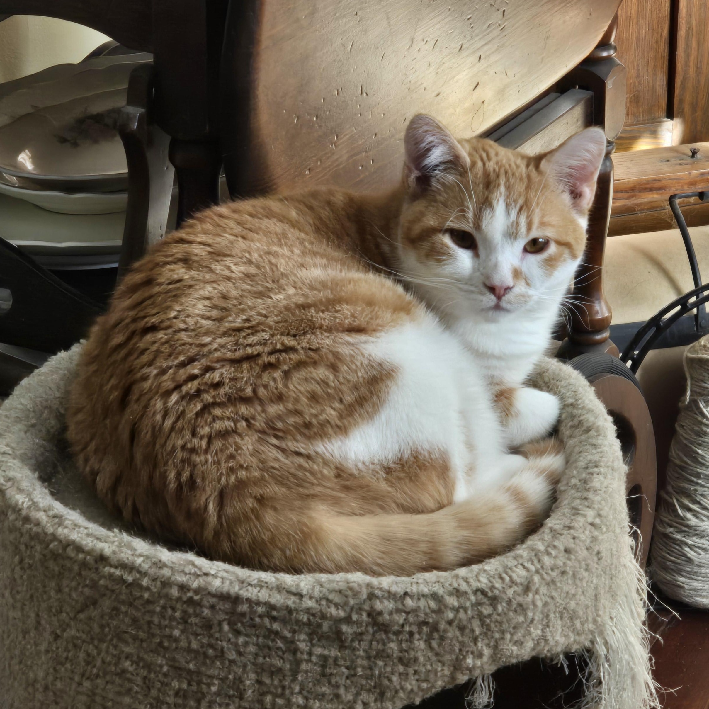 Enlarge DAISY, an adoptable Domestic Short Hair in Lake City, MN image 1/6