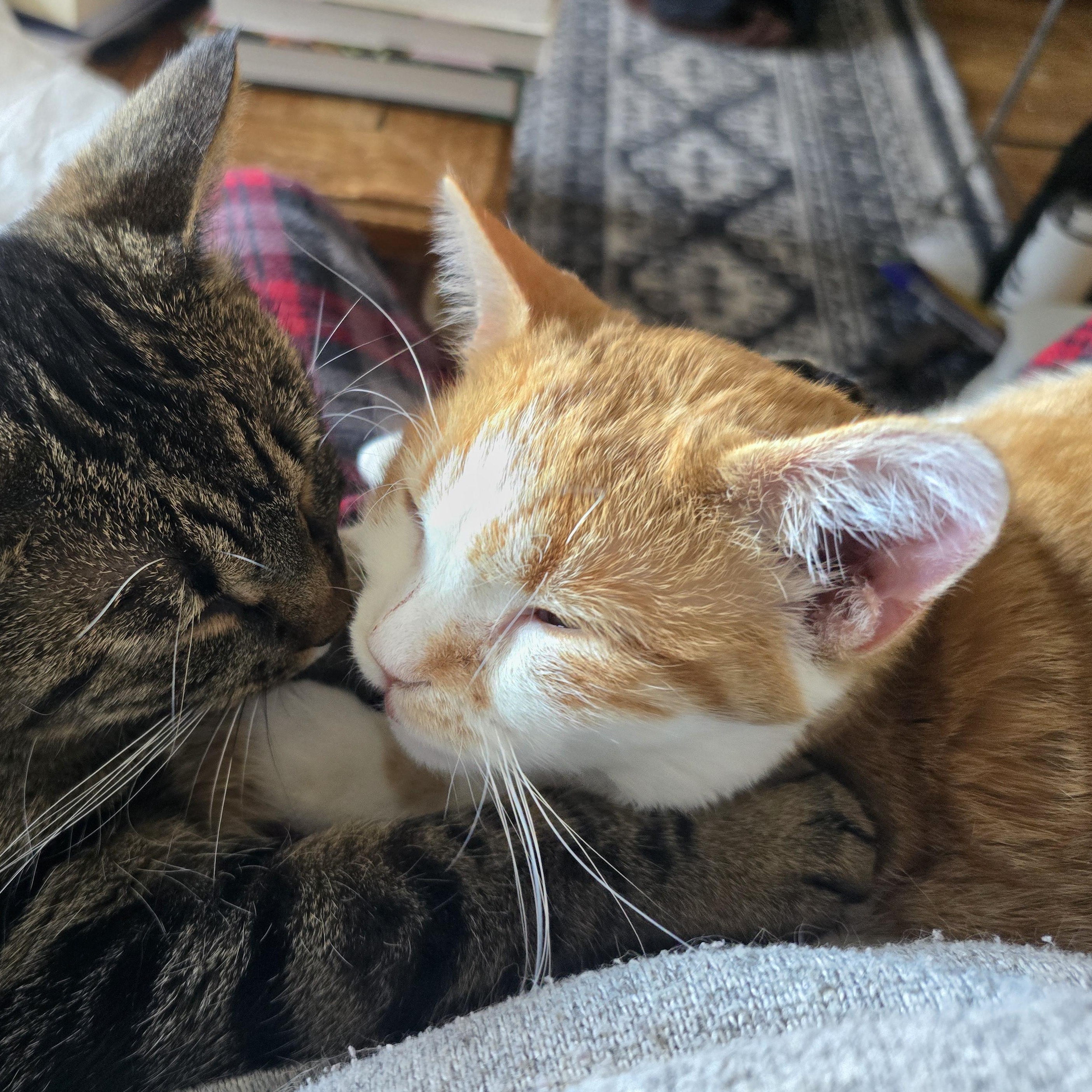 Enlarge DAISY, an adoptable Domestic Short Hair in Lake City, MN image 4/6