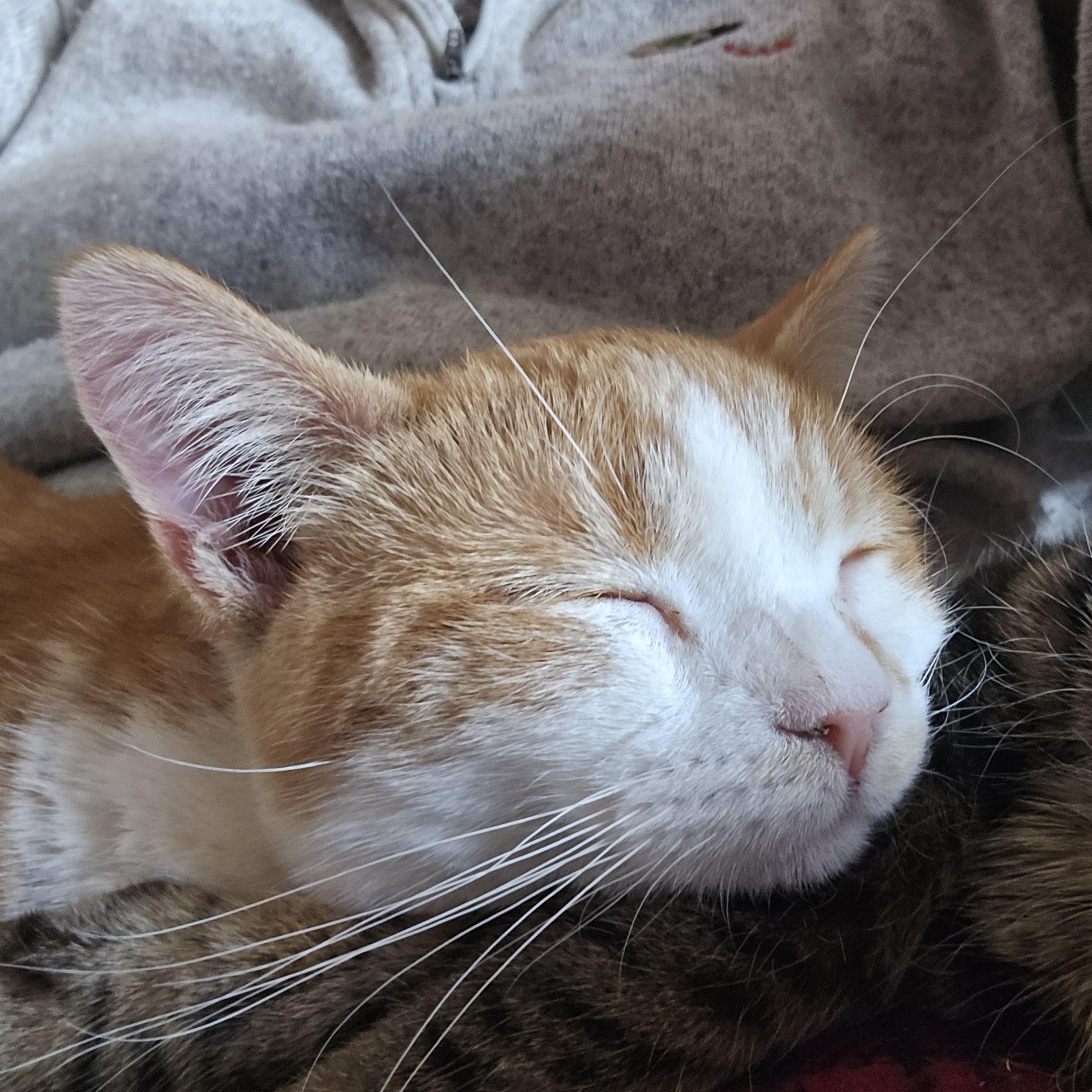 Enlarge DAISY, an adoptable Domestic Short Hair in Lake City, MN image 5/6