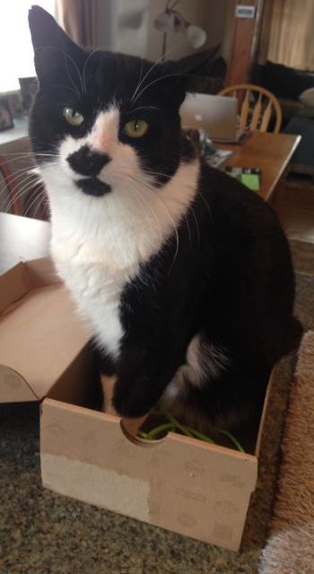 Enlarge Domino/ LAP CAT, a Adoptable mixed breed in West Chester, PA image 1/3