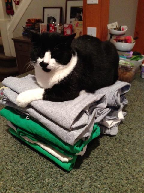 Enlarge Domino/ LAP CAT, a Adoptable mixed breed in West Chester, PA image 2/3