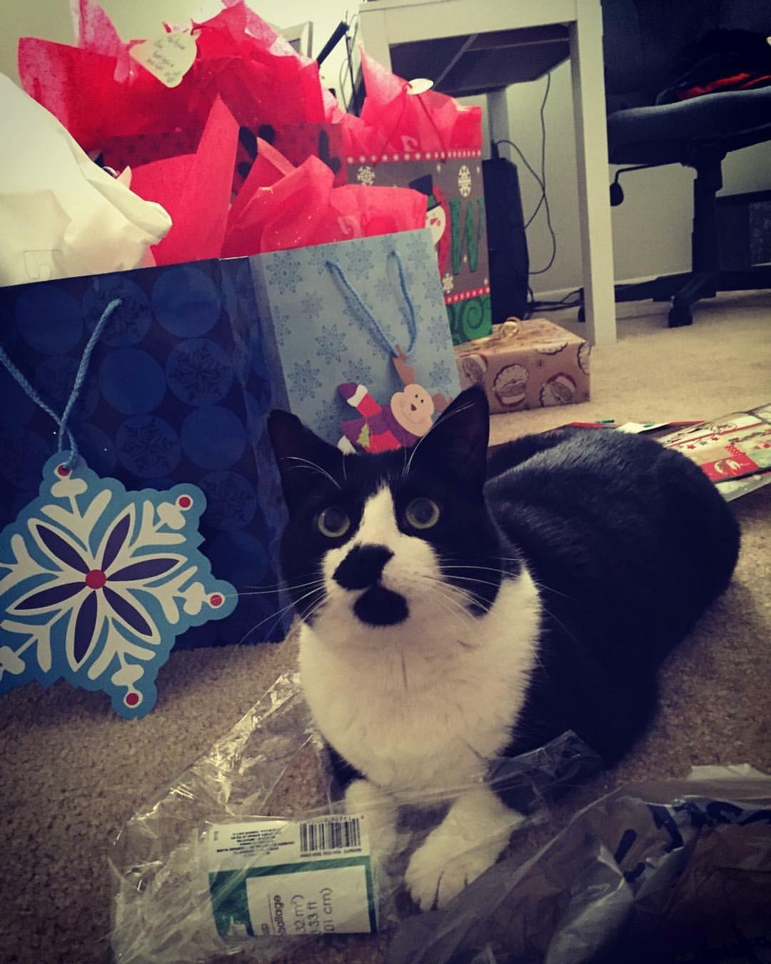 Domino/ LAP CAT, Young Male unknown