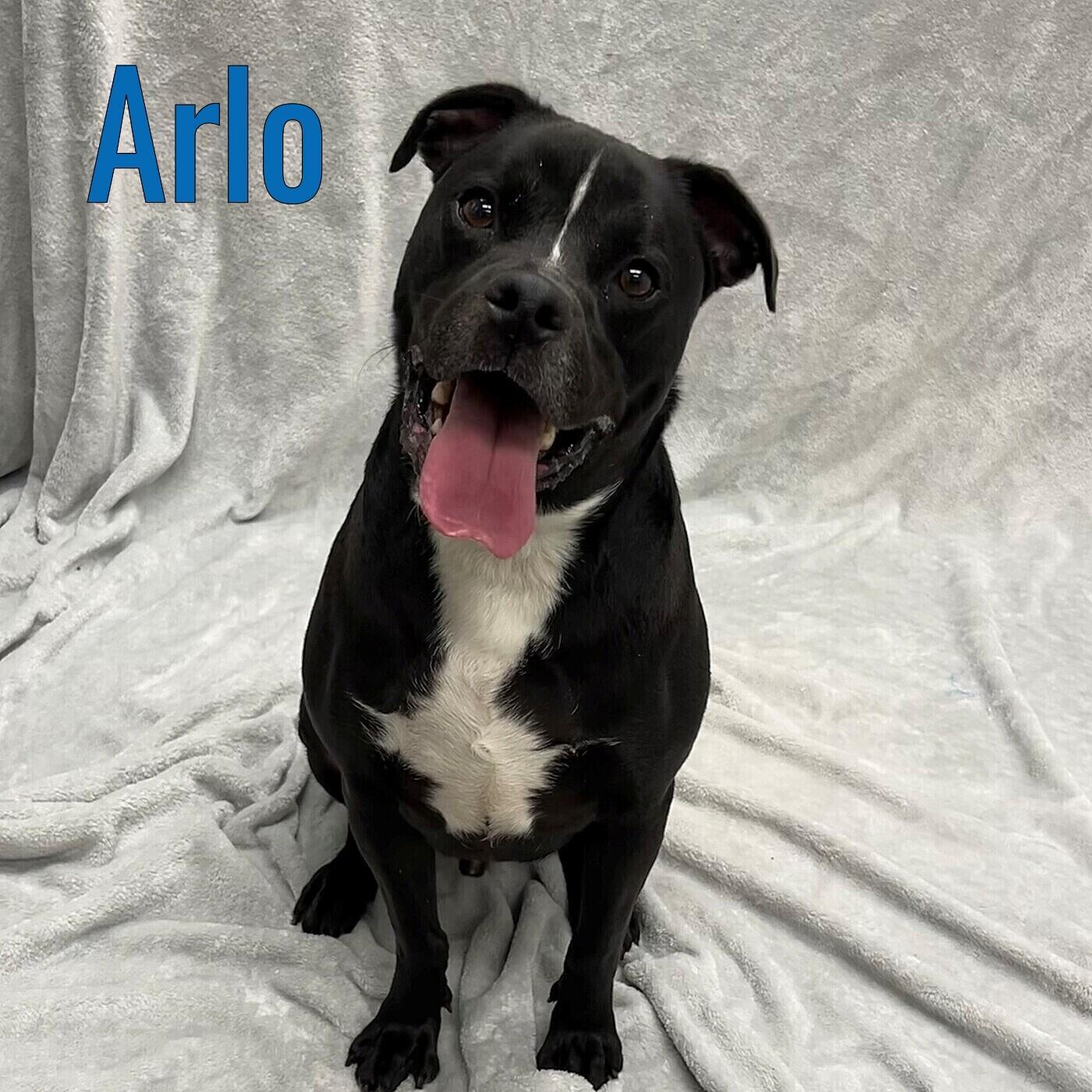 Arlo, ADOPTABLE, Adult Male Mixed Breed.