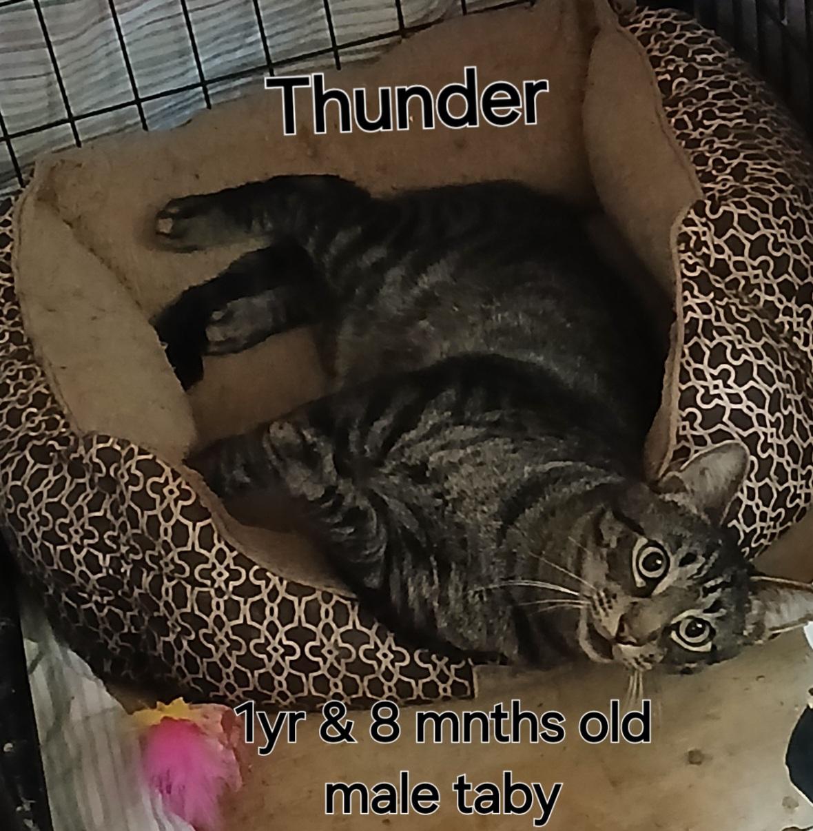 Thunder, Adoptable, Young Male Tabby.