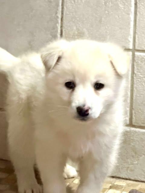 Dove, Adoptable, Puppy Female Samoyed & Husky.