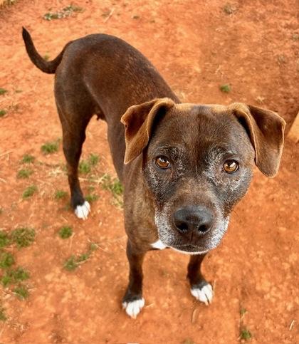 Uma, Adoptable, Senior Female Mixed Breed & Mixed Breed.
