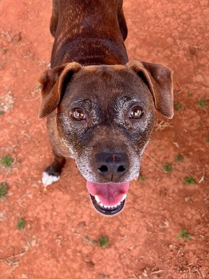 Uma, a Adoptable mixed breed in Cumming, GA image 2/3