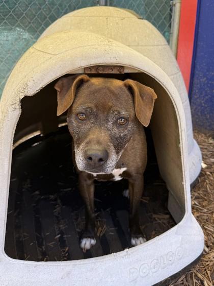 Uma, a Adoptable mixed breed in Cumming, GA image 3/3