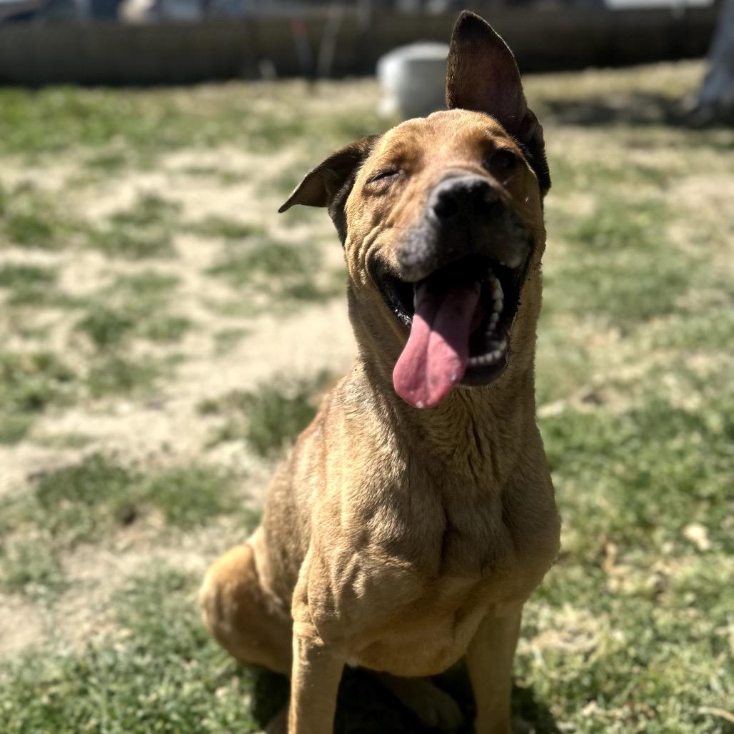 Bellinger, a Adoptable mixed breed in San Jacinto, CA image 1/6