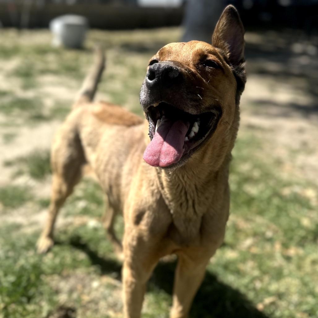 Bellinger, a Adoptable mixed breed in San Jacinto, CA image 2/6