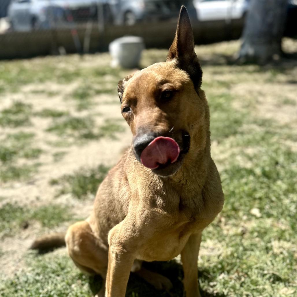 Bellinger, a Adoptable mixed breed in San Jacinto, CA image 4/6