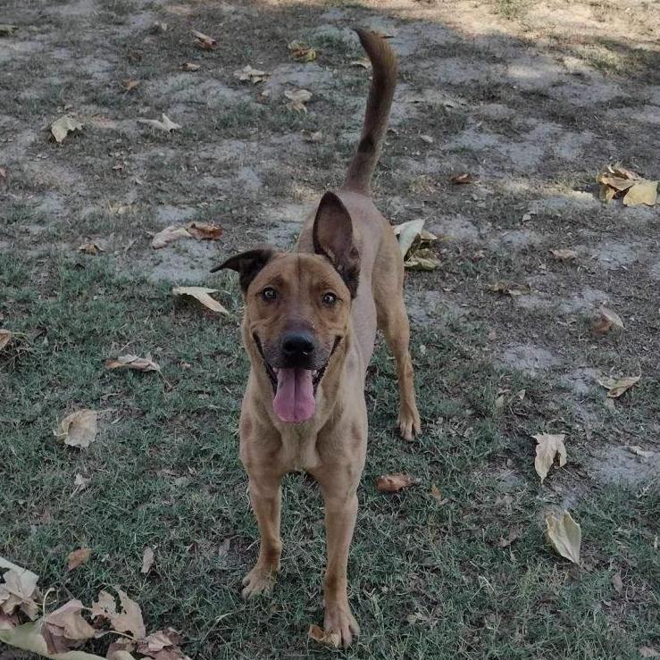 Bellinger, a Adoptable mixed breed in San Jacinto, CA image 5/6