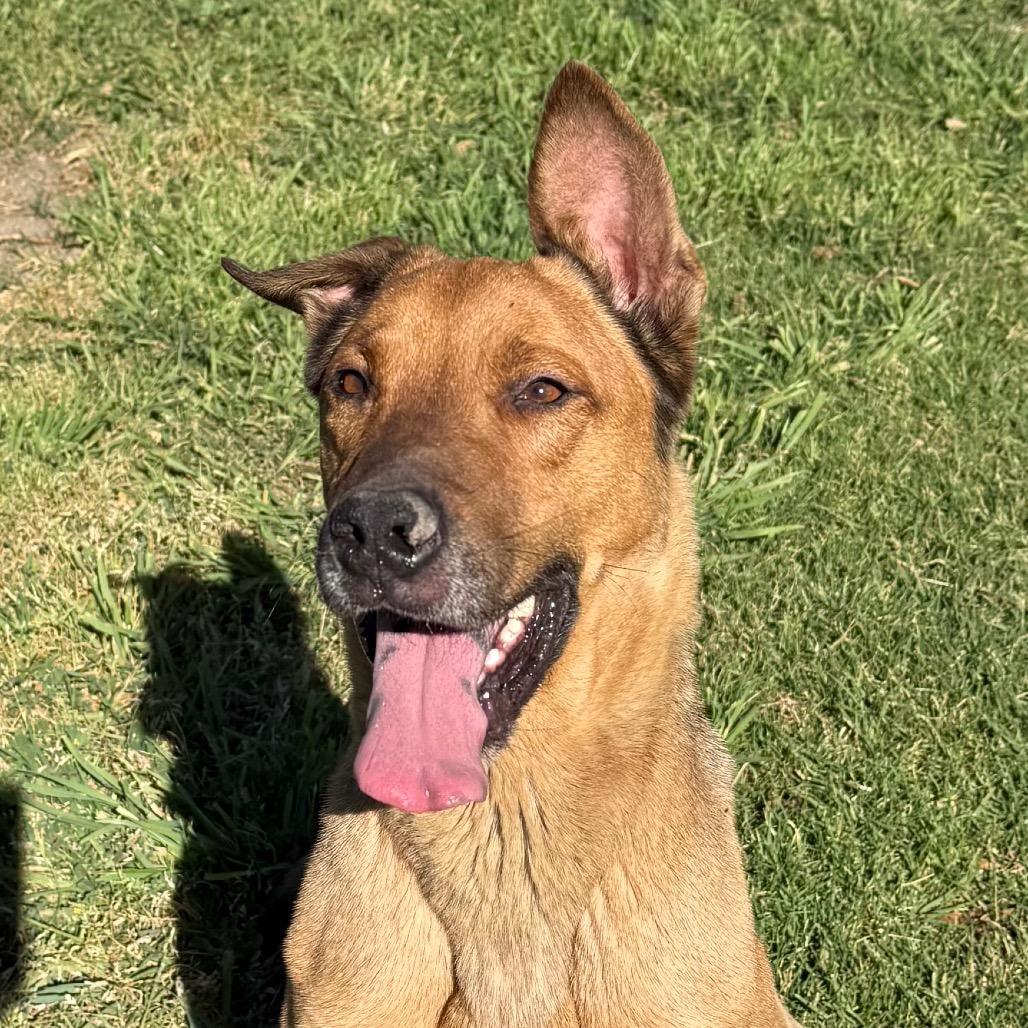 Bellinger, a Adoptable mixed breed in San Jacinto, CA image 6/6